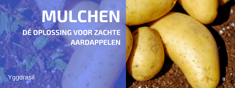 Is een Droog Seizoen een Probleem voor je Aardappelen?