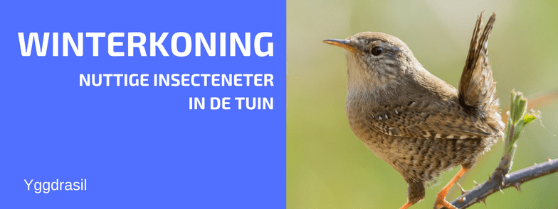 Tuinbewoners, Graag gezien of Niet: Winterkoning