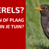 Tuinbewoners: Graag Gezien of Niet: de Merel!