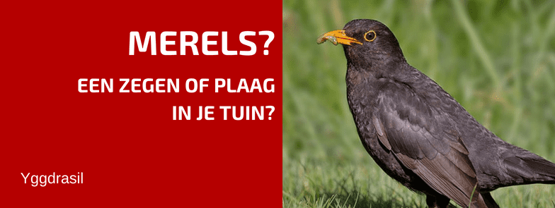 Tuinbewoners: Graag Gezien of Niet: de Merel!