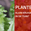 Plantbespreking: Klein Kruiskruid (Senecio vulgaris)