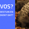 Ik Ben een Egel in de Tuin!