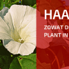 Tuinbewoners, Graag Gezien of Niet: Haagwinde