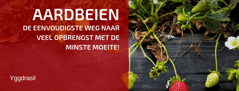 Hoe Planten en Kweken Wij Aardbeien?