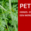 Plantbespreking: Hondspeterselie (Aethusa Cynapium)