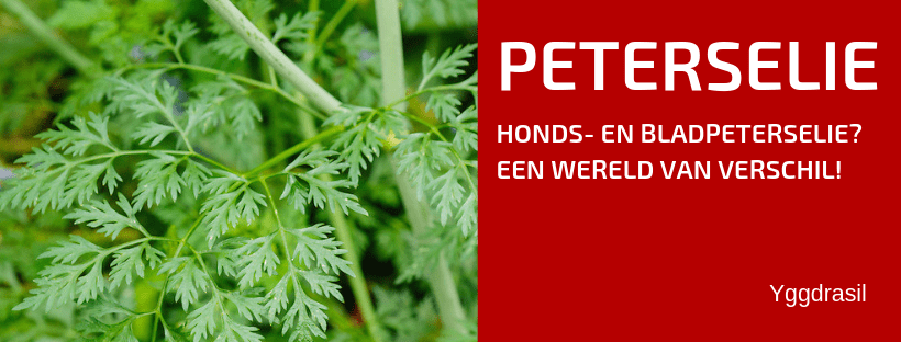 Plantbespreking: Hondspeterselie (Aethusa Cynapium)