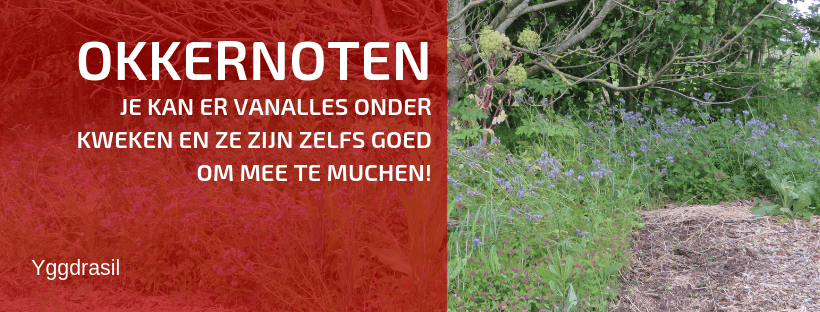 Kan je Zaaien en Planten Onder een Okkernoot?