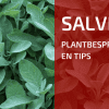 Plantbespreking: Salie (Salvia officinalis)