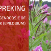 Plantbespreking: Wilgenroosje of Basterdwederik (Epilobium)