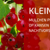 Fruitstruiken, Mulchen en Nachtvorst?