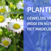 Plantbespreking: Madelief (Bellis perennis)