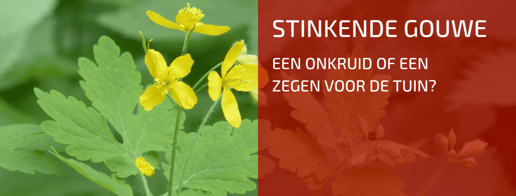 Plantenbespreking: Stinkende Gouwe (Chelidonium majus)