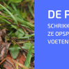 De Gewone Pad: Enkele een Vies Beest?