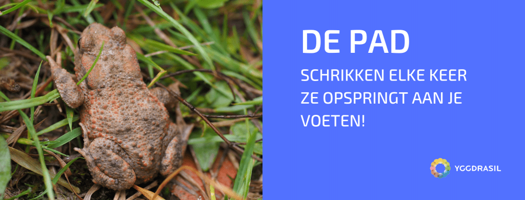 De Gewone Pad: Enkele een Vies Beest?