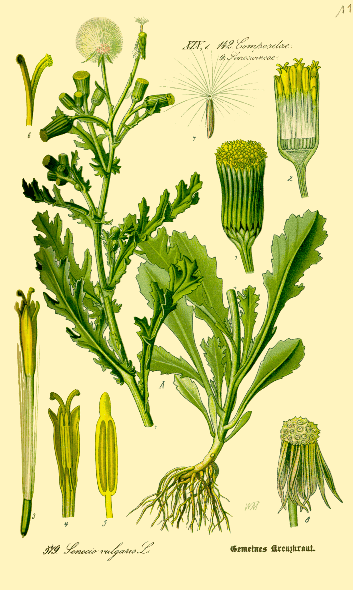 1200px-IllustrationSeneciovulgaris0