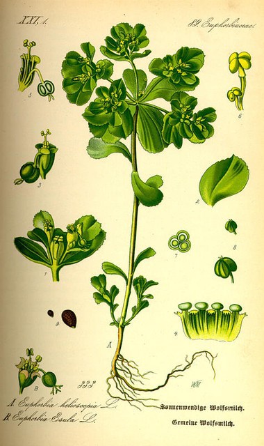 Euphorbia-helioscopia