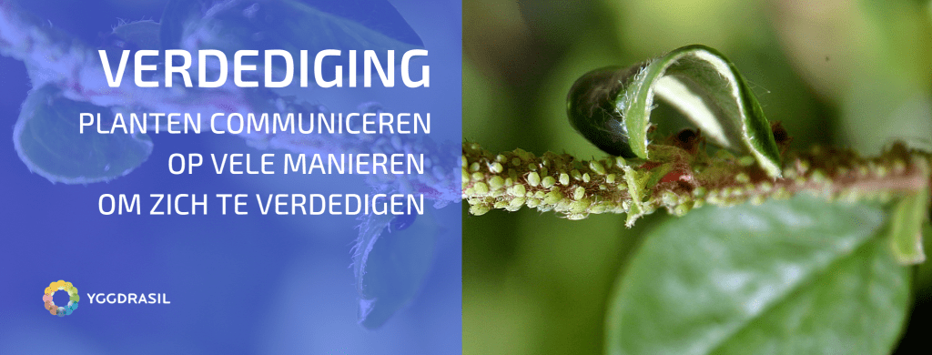 Planten Communiceren Als Onderdeel Van Hun Verdediging