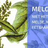 Plantbespreking: Melganzevoet (Chenopodium album)