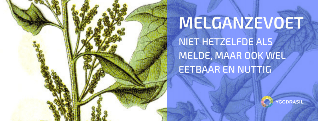 Plantbespreking: Melganzevoet (Chenopodium album)