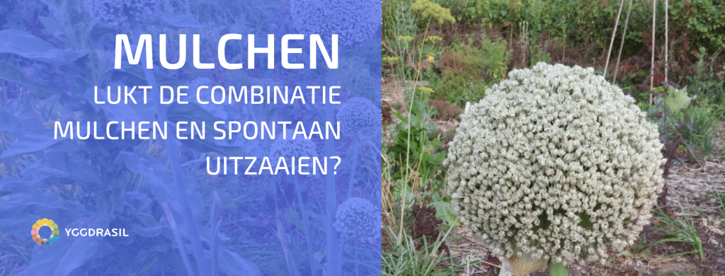 Mulchen en Spontaan Opkomende Planten