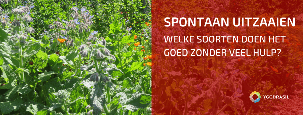 Welke Spontane Zaailingen Vind Je in Onze Tuin?