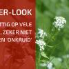 Plantbespreking: Look-zonder-look (Alliaria petiolata)
