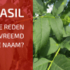 Vanwaar Komt De Vreemde Naam Yggdrasil?