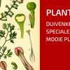 Plantbespreking: Gewone duivenkervel (Fumaria officinalis)