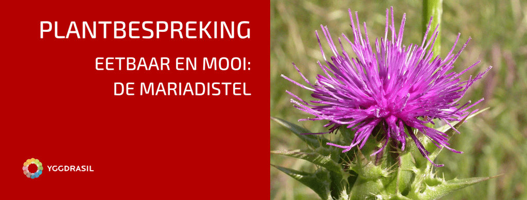 Plantbespreking: Mariadistel (Silybum marianum L.)