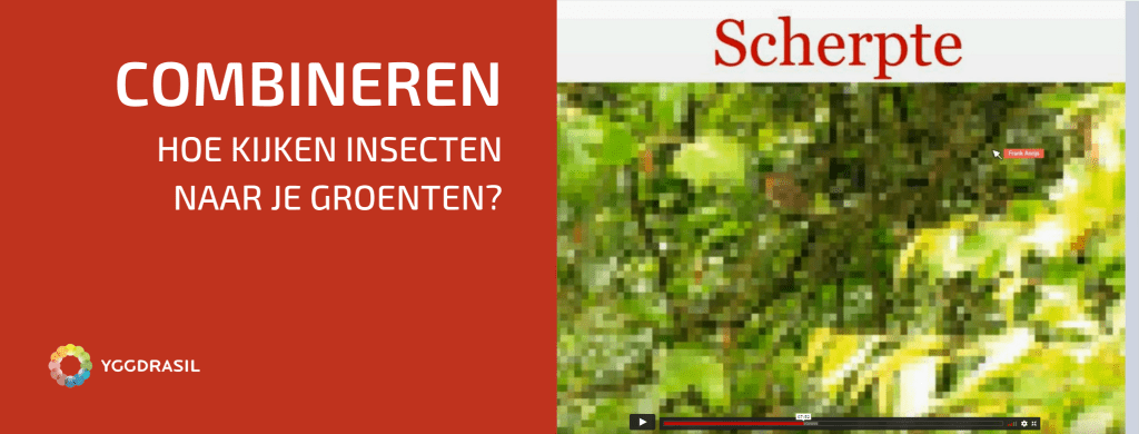 Hoe Kijken Insecten Naar Je Groenten?