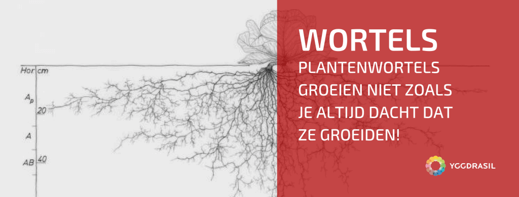 Het Belang van Wortels in het Systeem Van Schijnbare Chaos