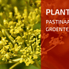 Plantbespreking: Pastinaak, Pastinaca sativa L.