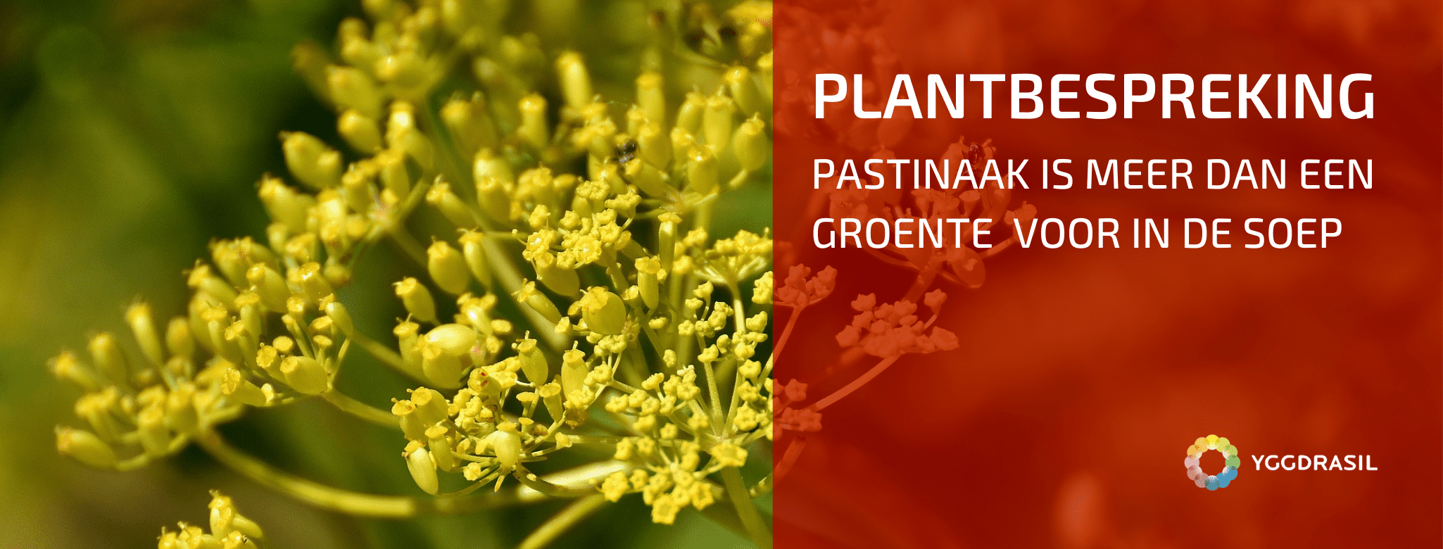 Plantbespreking: Pastinaak, Pastinaca sativa L.