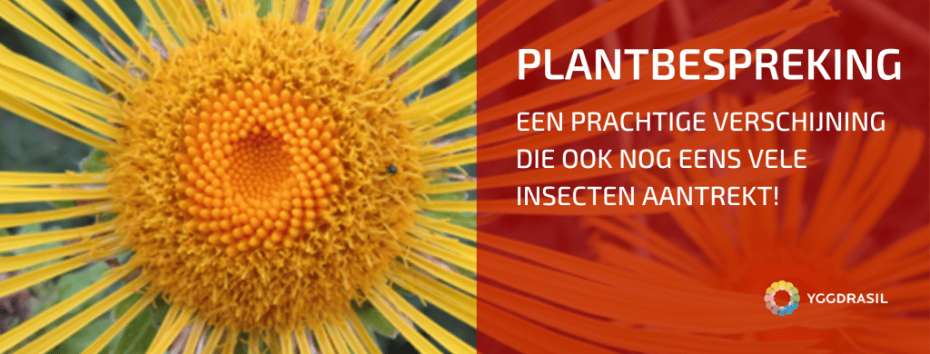 Plantbespreking: Griekse Alant (Inula helenium)