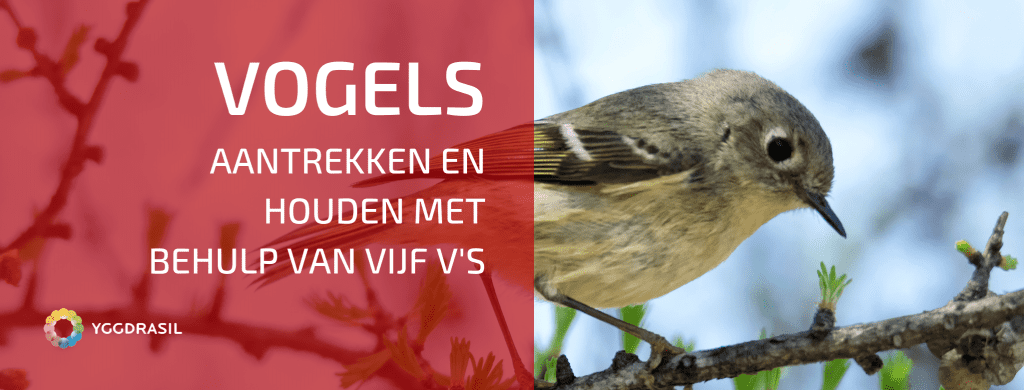 Hoe Stimuleer en Houd Je Vogels in Je Tuin?