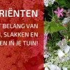Het Belang van Bloemen, Slakken en Luizen in Je Tuin