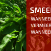 Smeerwortel is een plant die ik vele jaren promoot. De voordelen zijn talrijk, ik heb er al verschillende blogs over geschreven. Toch blijven er vragen opduiken waarop ik tot mijn eigen verbazing nog geen antwoord heb gegeven. Bij deze dus nog enkele antwoorden! Russische smeerwortel Smeerwortel is een veelgebruikte plant in permacultuur, meer bepaald de Russische smeerwortel is de beste versie. Het voordeel van deze smeerwortel is dat hij groter wordt, harder groeit, meer bloemen maakt, maar geen vruchtbare zaden. Hierdoor zal hij zich niet snel doorheen je tuin verspreiden, iets wat de gewone smeerwortel wel doet. Vermeerderen Wat mij wel blijft verbazen, is hoe moeilijk het blijkbaar is om aan deze plant te geraken. Smeerwortel vermeerderen is nochtans heel eenvoudig en kan je perfect zelf doen. Ken je iemand in je buurt die deze Russische versie heeft, kan je met een klein stukje van de plant in enkele jaren tijd vele honderden exemplaren kweken. Indien je dus graag zelf aan de slag gaat, bekijk dan zeker onderstaande video! Video   Wanneer vermeerder je deze plant nu best? In principe kan je dit het hele jaar door doen, maar er zijn periodes dat ik het toch afraad. En die maanden dat je vermeerderen best achterwege laat komen misschien als een verrassing voor jou. De winter is een evidente periode om planten te vermeerderen, en smeerwortel vormt daar geen uitzondering op. De smeerwortel gaat in rust, het blad sterft af. Je ziet dan uitstekend waar de groeipunten zitten, hoe breed de plant is en dat vereenvoudigt het uitsteken en vermeerderen sterk. Na de winter volgt een periode waarin je deze plant best niet vermeerderd. Smeerwortel is een plant die bloeit rond begin mei. Bloeiende planten steken al hun energie in het vormen van de bloemen en eventueel de zaden. Dat gaat uiteraard ten koste van de andere delen van de plant. Een smeerwortel in bloei heeft naast zijn bloeistengels maar weinig blad in deze periode. En dat is meteen het probleem wanneer je deze plant in de maanden april en mei wilt vermeerderen. In plaats van energie te steken in het vormen van wortels en blad, wordt alle energiereserve die in de wortel zit, gebruikt om een bloemstengel en bloemen te vormen. Geen blad, geen extra wortels. De kans is in deze periode groot dat je planten zich dood groeien in hun poging om bloemen en nageslacht te vormen. Eens de bloei achter de rug is, kan je deze plant weer perfect vermeerderen, ook in de zomer, zelfs als het droog is. De enige voorwaarde is dat je dan extra water moet geven. Het nadeel aan de zomer en de herfst zijn de vele bladeren die er nog op staan wat het uitsteken en zoeken van groeitoppen wat bemoeilijkt. De oplossing hiervoor is het blad afsnijden (gebruik dit als mulchmateriaal!) en dan ben je vertrokken. Wanneer bladeren oogsten voor mulch?  In principe kan je vanaf het begin van de groei tot het einde van de herfst blad oogsten van de smeerwortel. Op deze manier kan je eenvoudig vijf keer mulchmateriaal snijden van deze plant. Wij kiezen ervoor om dit niet te doen.  In het vroege voorjaar mulchen we niet maar laten we de bodem onbedekt. Smeerwortel staat dan vol in blad, maar begint ook al met de voorbereiding op de bloem rond begin mei. De bloei duurt een kleine maand, eind mei, half juni beginnen we er dan. De uitgebloeide bloemstengels en de eerste ontluikende bladeren worden afgesneden en gebruikt om te mulchen. Ik merk trouwens dat planten waar je de bloeistengels afsnijdt, veel sneller nieuwe bladeren aanmaken en beter doorgroeien. De hergroei verloopt prima, na een 5-6 weken kan je opnieuw blad oogsten. De laatste keer dat wij blad oogsten van smeerwortel is op het einde van de zomer.  Vanaf dan laten we de plant met rust. Hij kan dan blad maken, reserves opslaan en zich voorbereiden op volgend seizoen. Wij mulchen in het najaar toch vooral met blad en grasmaaisel, dus is dat smeerwortelblad ook niet nodig. Zo komen we aan drie keer blad oogsten ipv de maximale vijf keer. Het is jouw keuze uiteraard hoe vaak je snijdt van deze plant, maar voor ons komt 3 keer perfect overeen met onze manier van tuinieren.