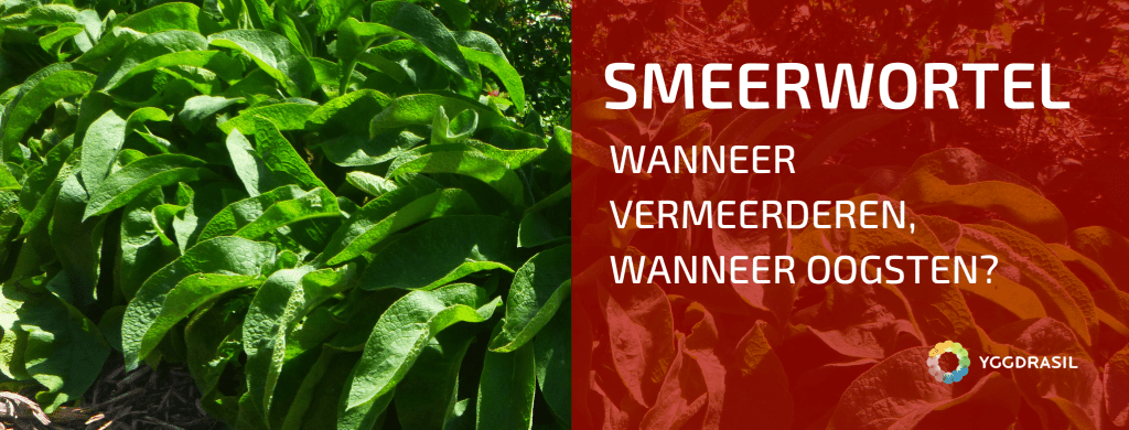 Smeerwortel is een plant die ik vele jaren promoot. De voordelen zijn talrijk, ik heb er al verschillende blogs over geschreven. Toch blijven er vragen opduiken waarop ik tot mijn eigen verbazing nog geen antwoord heb gegeven. Bij deze dus nog enkele antwoorden! Russische smeerwortel Smeerwortel is een veelgebruikte plant in permacultuur, meer bepaald de Russische smeerwortel is de beste versie. Het voordeel van deze smeerwortel is dat hij groter wordt, harder groeit, meer bloemen maakt, maar geen vruchtbare zaden. Hierdoor zal hij zich niet snel doorheen je tuin verspreiden, iets wat de gewone smeerwortel wel doet. Vermeerderen Wat mij wel blijft verbazen, is hoe moeilijk het blijkbaar is om aan deze plant te geraken. Smeerwortel vermeerderen is nochtans heel eenvoudig en kan je perfect zelf doen. Ken je iemand in je buurt die deze Russische versie heeft, kan je met een klein stukje van de plant in enkele jaren tijd vele honderden exemplaren kweken. Indien je dus graag zelf aan de slag gaat, bekijk dan zeker onderstaande video! Video   Wanneer vermeerder je deze plant nu best? In principe kan je dit het hele jaar door doen, maar er zijn periodes dat ik het toch afraad. En die maanden dat je vermeerderen best achterwege laat komen misschien als een verrassing voor jou. De winter is een evidente periode om planten te vermeerderen, en smeerwortel vormt daar geen uitzondering op. De smeerwortel gaat in rust, het blad sterft af. Je ziet dan uitstekend waar de groeipunten zitten, hoe breed de plant is en dat vereenvoudigt het uitsteken en vermeerderen sterk. Na de winter volgt een periode waarin je deze plant best niet vermeerderd. Smeerwortel is een plant die bloeit rond begin mei. Bloeiende planten steken al hun energie in het vormen van de bloemen en eventueel de zaden. Dat gaat uiteraard ten koste van de andere delen van de plant. Een smeerwortel in bloei heeft naast zijn bloeistengels maar weinig blad in deze periode. En dat is meteen het probleem wanneer je deze plant in de maanden april en mei wilt vermeerderen. In plaats van energie te steken in het vormen van wortels en blad, wordt alle energiereserve die in de wortel zit, gebruikt om een bloemstengel en bloemen te vormen. Geen blad, geen extra wortels. De kans is in deze periode groot dat je planten zich dood groeien in hun poging om bloemen en nageslacht te vormen. Eens de bloei achter de rug is, kan je deze plant weer perfect vermeerderen, ook in de zomer, zelfs als het droog is. De enige voorwaarde is dat je dan extra water moet geven. Het nadeel aan de zomer en de herfst zijn de vele bladeren die er nog op staan wat het uitsteken en zoeken van groeitoppen wat bemoeilijkt. De oplossing hiervoor is het blad afsnijden (gebruik dit als mulchmateriaal!) en dan ben je vertrokken. Wanneer bladeren oogsten voor mulch?  In principe kan je vanaf het begin van de groei tot het einde van de herfst blad oogsten van de smeerwortel. Op deze manier kan je eenvoudig vijf keer mulchmateriaal snijden van deze plant. Wij kiezen ervoor om dit niet te doen.  In het vroege voorjaar mulchen we niet maar laten we de bodem onbedekt. Smeerwortel staat dan vol in blad, maar begint ook al met de voorbereiding op de bloem rond begin mei. De bloei duurt een kleine maand, eind mei, half juni beginnen we er dan. De uitgebloeide bloemstengels en de eerste ontluikende bladeren worden afgesneden en gebruikt om te mulchen. Ik merk trouwens dat planten waar je de bloeistengels afsnijdt, veel sneller nieuwe bladeren aanmaken en beter doorgroeien. De hergroei verloopt prima, na een 5-6 weken kan je opnieuw blad oogsten. De laatste keer dat wij blad oogsten van smeerwortel is op het einde van de zomer.  Vanaf dan laten we de plant met rust. Hij kan dan blad maken, reserves opslaan en zich voorbereiden op volgend seizoen. Wij mulchen in het najaar toch vooral met blad en grasmaaisel, dus is dat smeerwortelblad ook niet nodig. Zo komen we aan drie keer blad oogsten ipv de maximale vijf keer. Het is jouw keuze uiteraard hoe vaak je snijdt van deze plant, maar voor ons komt 3 keer perfect overeen met onze manier van tuinieren.