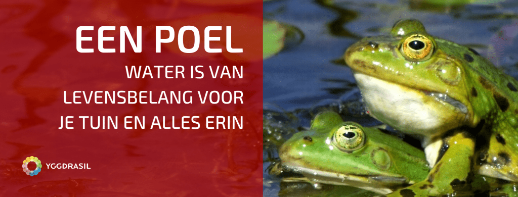 Een Poel Is Van Onschatbare Waarde In De Tuin!