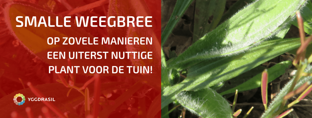 Plantbespreking: Smalle Weegbree (Plantago lanceolata)