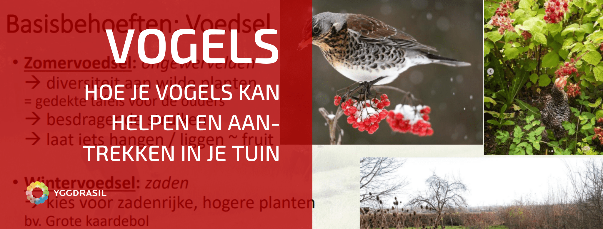 hoe-vogels-aantrekken-in-de-tuin-yggdrasil