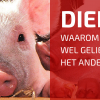Waarom Is Er Zoveel Verschil Tussen Dieren?
