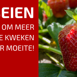 45. Enkele Tips Om Meer Aardbeien Te Kweken Met Minder Moeite!