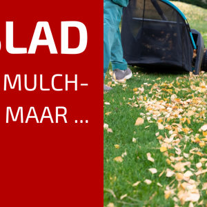 51. Blad Is Een Zalig Mulchmateriaal Maar …
