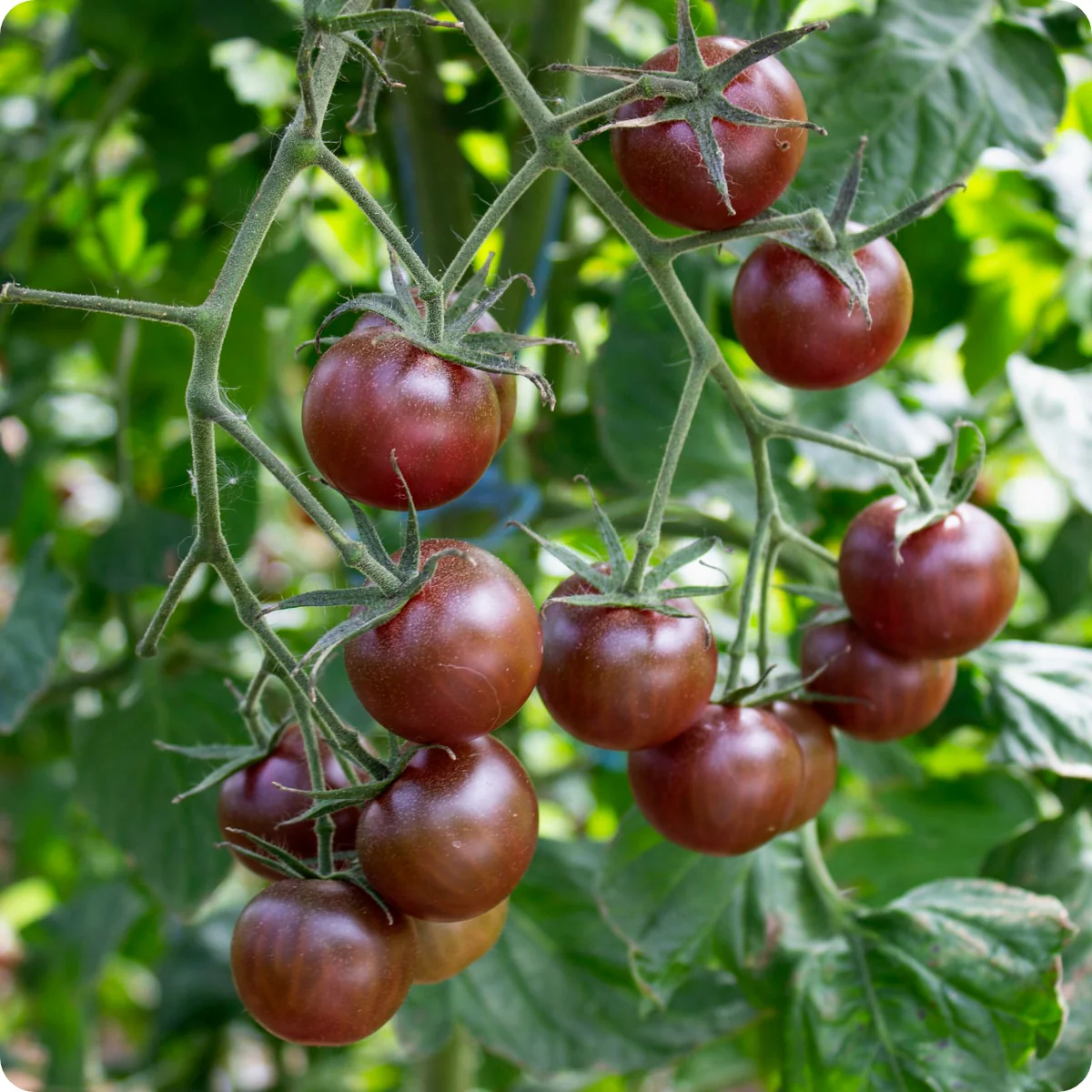 Tomato-BlackCherry465f916c-9366-4d98-bf99-6dfeb0f9fc561200x1200