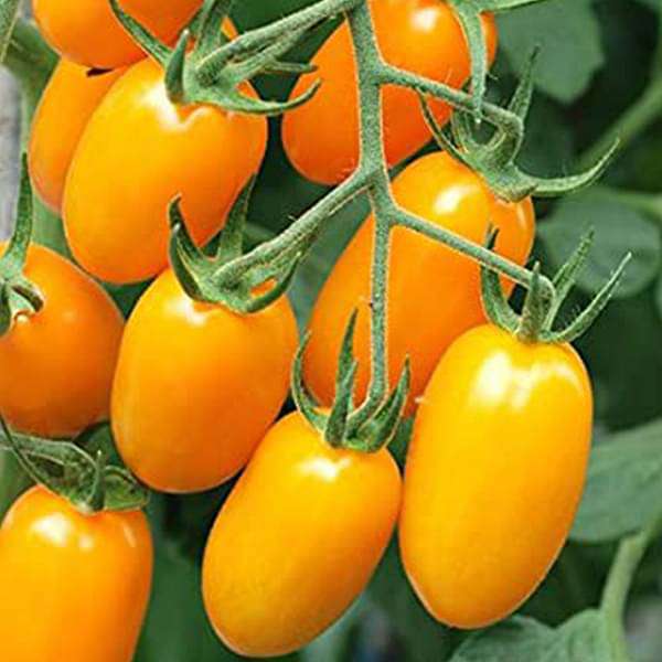nurserylive-seeds-tomato-plum-yellow-vegetable-seeds-16969125003404