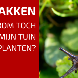 75 (Mogelijke) Oorzaken Van Je Slakkenprobleem!
