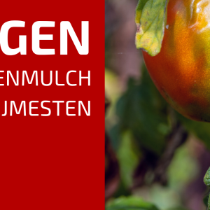 85. Mulchen in de moestuin: Over tomatenziekte en de overbodigheid van mest